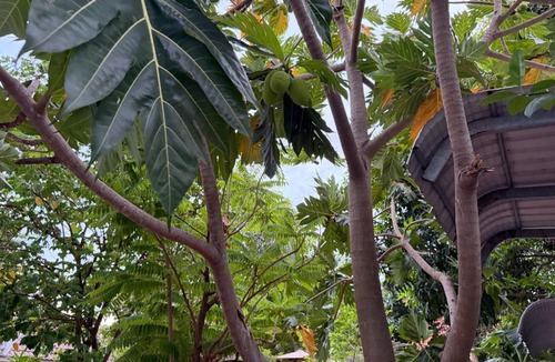 Siem Reap House | Thida Private villa