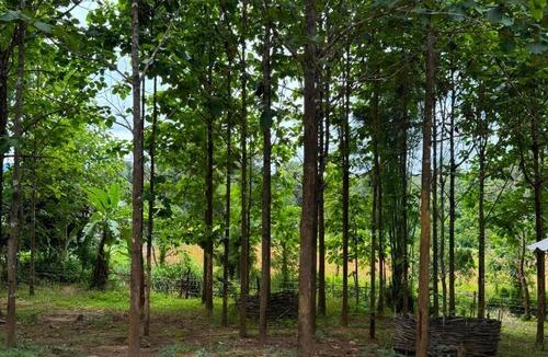 Samoeng Other | Watchara organic farm