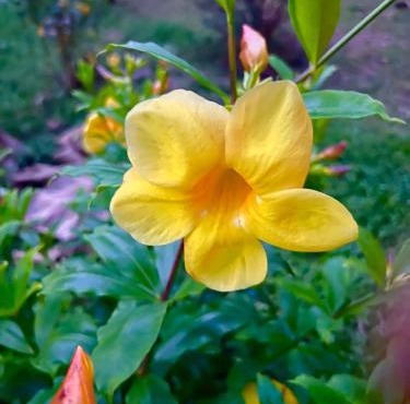 บ้านสวน nature home in Phetchabun