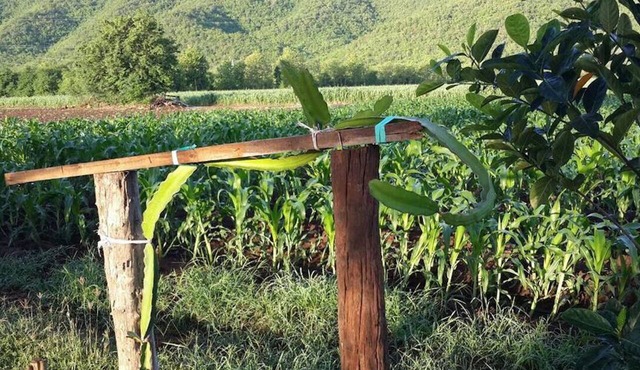 Chaleena Homestay in Kanchanaburi