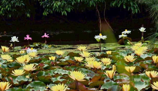 Saikaew Resort in Chiang Rai
