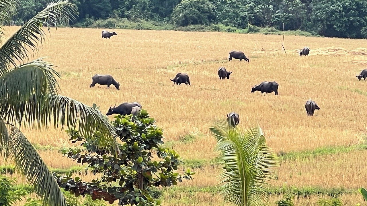 Photo of Others in Luang Prabang