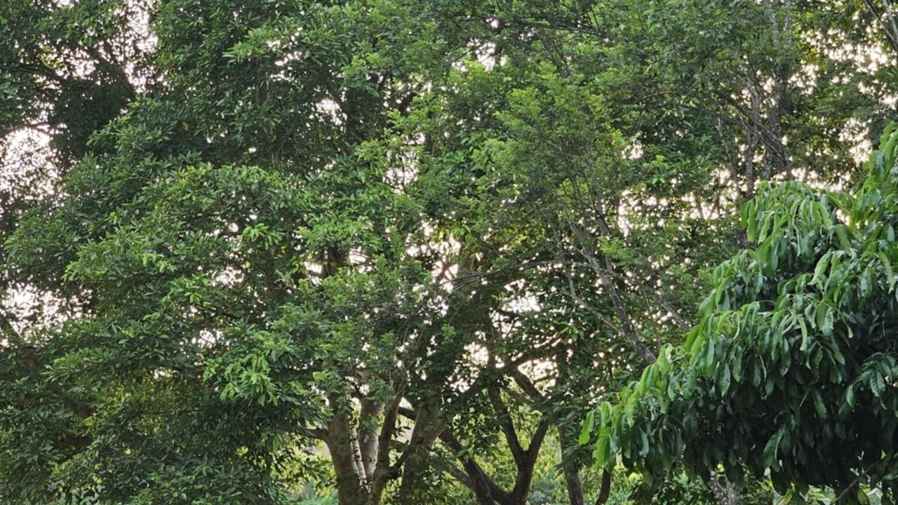 Photo of Outdoor in San Sai
