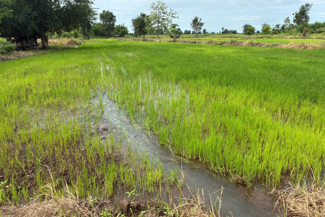 Photo of Others in Wichian Buri