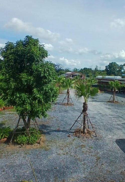 Photo of Others in Sao Hai