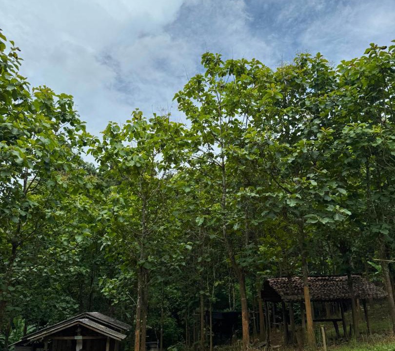 Photo of Others in Samoeng