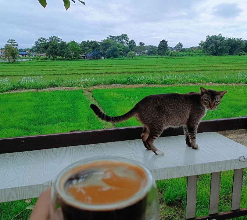 Photo of Others in Chiang Rai