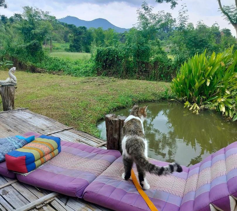 Photo of Others in Pai