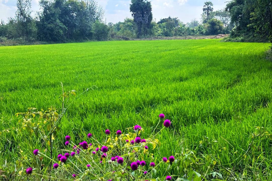 Photo of Others in Svay Pao