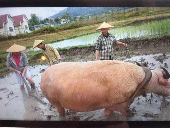 Photo of Others in Luang Prabang