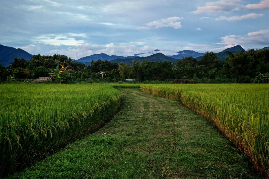 Photo of Others in Pua