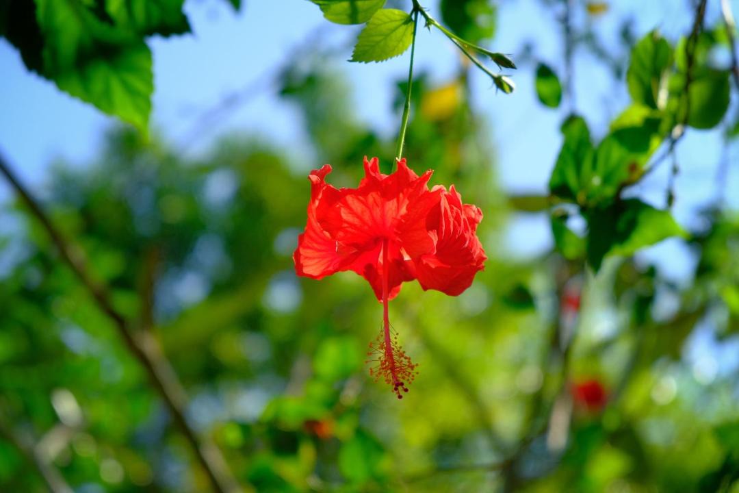 Photo of Others in Luang Prabang