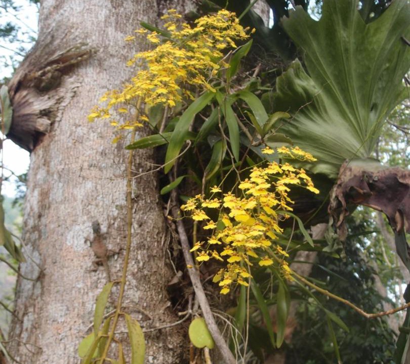 Photo of Others in Chiang Dao