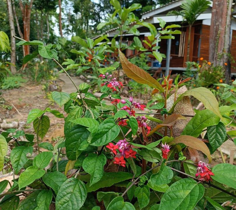 Photo of Others in Ko Kood