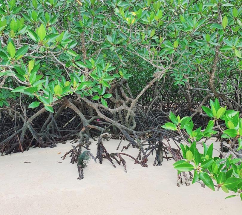 Photo of Others in Koh Rong Sanloem