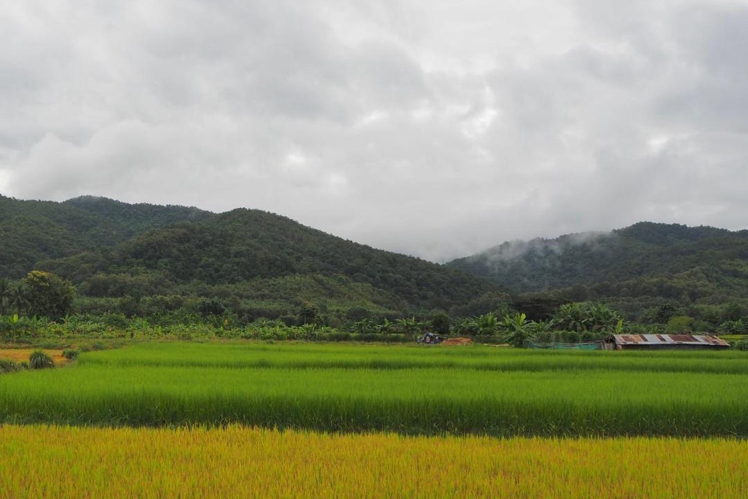 Photo of Others in Pua