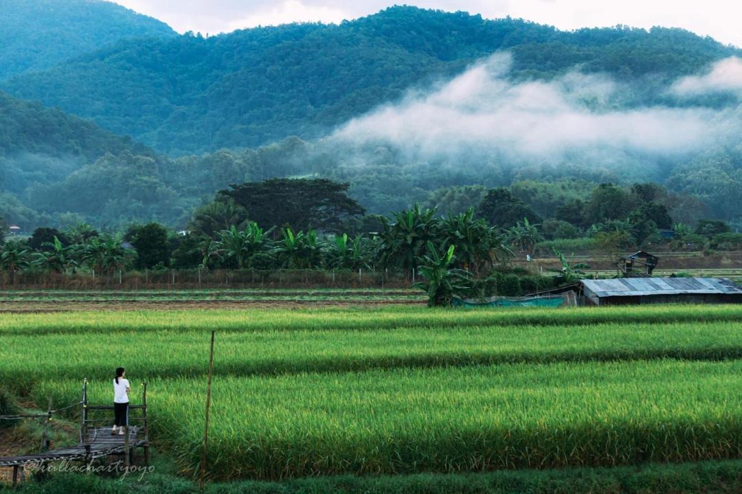 Photo of Others in Pua