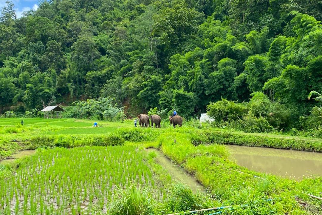 Photo of Others in Saraphi