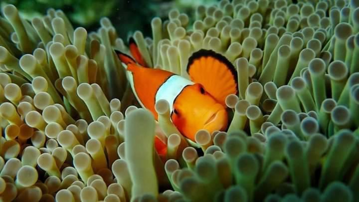 Photo of Others in Satun