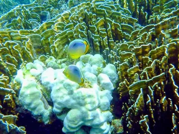 Photo of Others in Satun