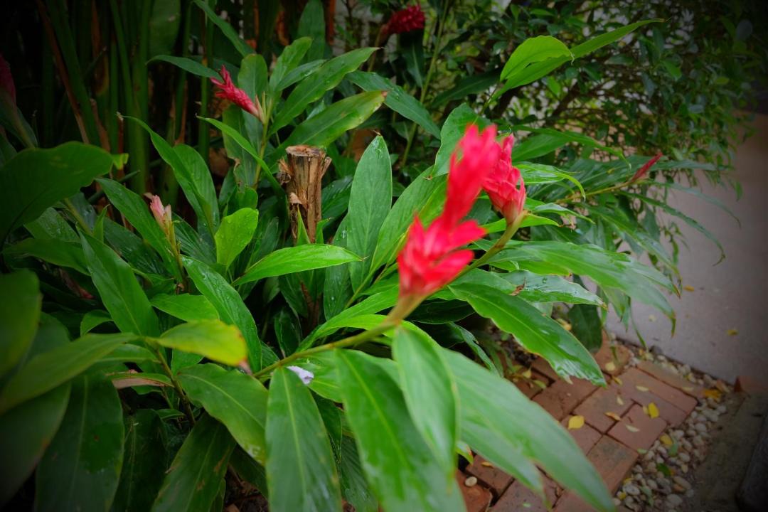 Photo of Others in Sri Phum