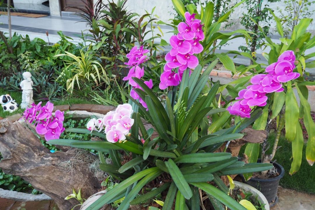 Photo of Others in Lamphun