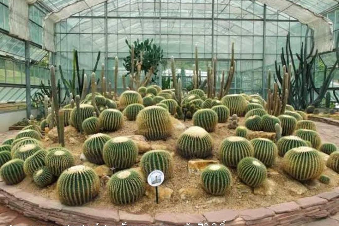 Photo of Others in San Sai