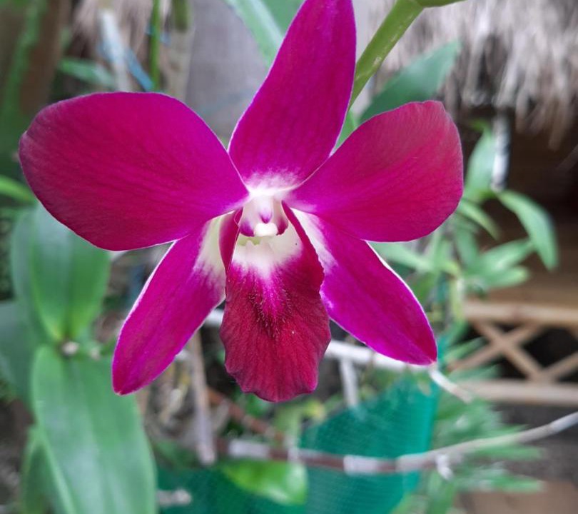 Photo of Others in Chiang Mai