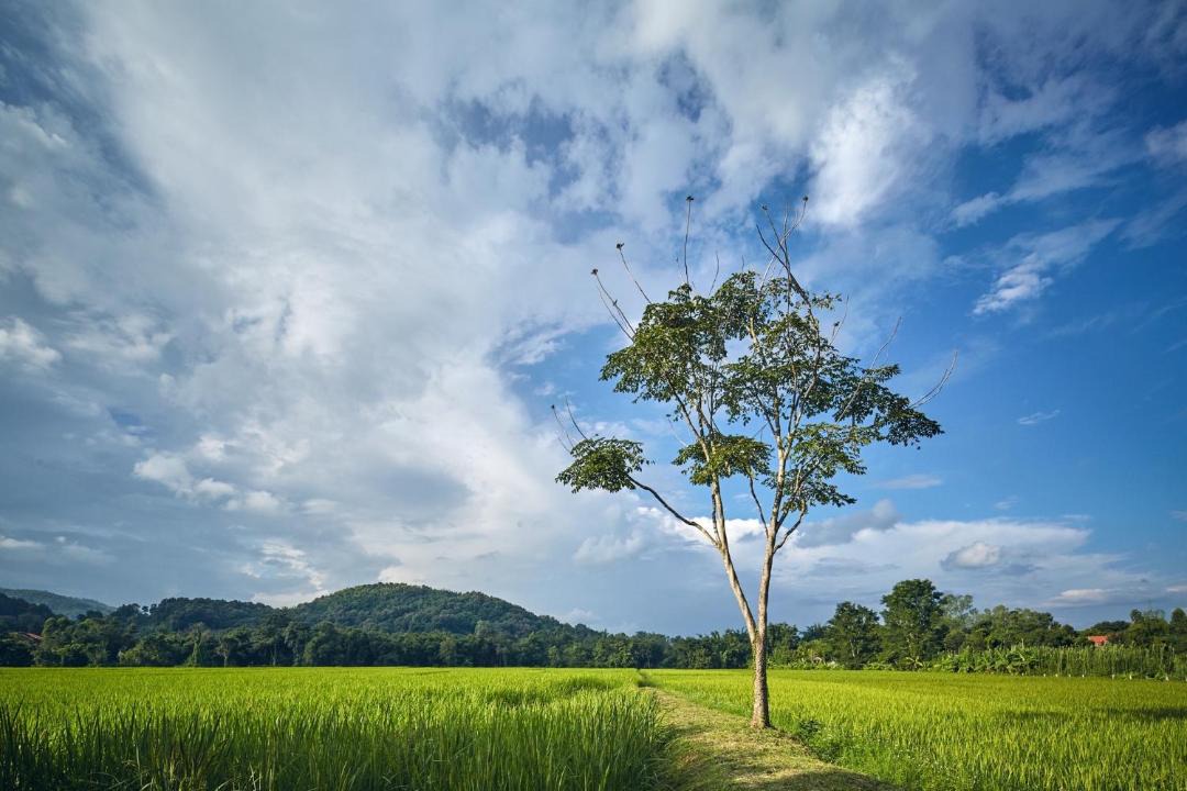Photo of Others in Nang Lae