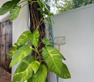 Bang Kobua Villa | The Canopy Haven Pool Villa Bangkrachao เดอะ แคนโนพี เฮเวน พูล วิลล่า บางกะเจ้า