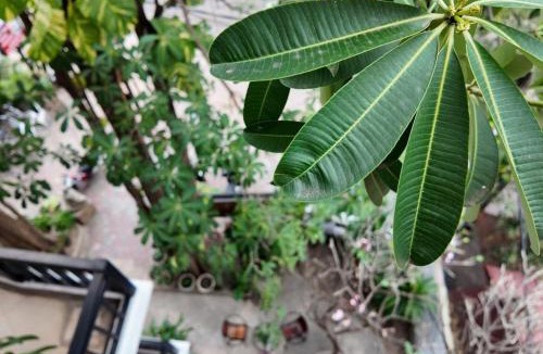Wat Bo Area Hotel | Champey Villa