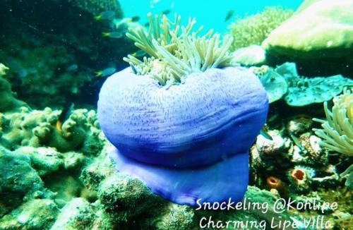Satun Resort | Charming Lipe Beach Resort