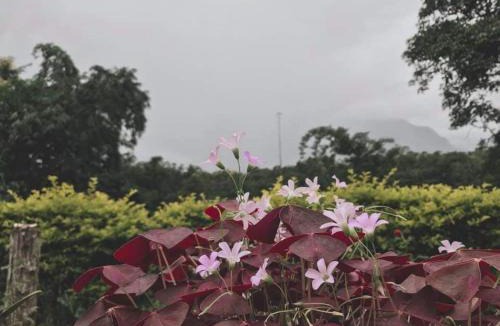Chiang Dao Resort | Mon Kiang-Dao Resort