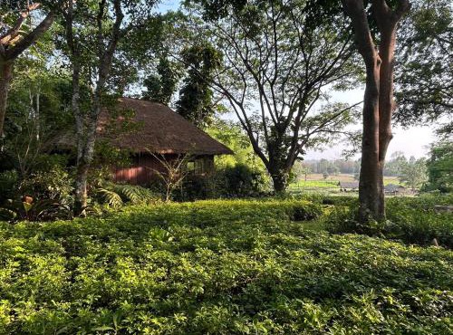 Pa Sak Tong Estate in Chiang Rai