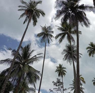 Kohmook cocobeach in Ko Mook