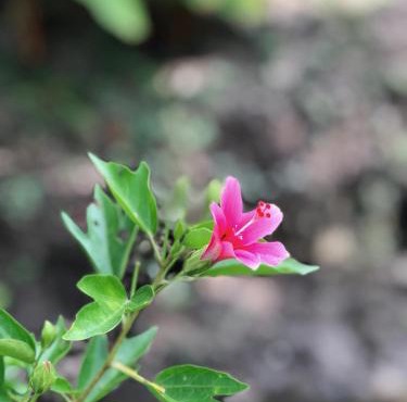 Baan Loylom Farmstay in Amphawa